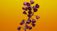Fritillaria Flower iOS 11 Stock149208515 200x110 - Fritillaria Flower iOS 11 Stock - Stock, iOS, Gloriosa, Fritillaria, flower